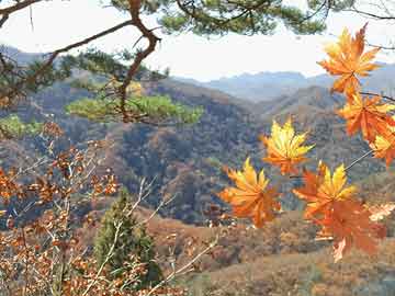去哪购买打胎药孕7周吃打胎药吗（7周吃药能流掉吗）